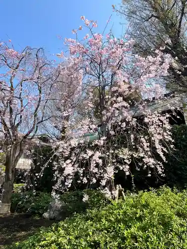 宝勝山　南藏院   蓮光寺(東京都)