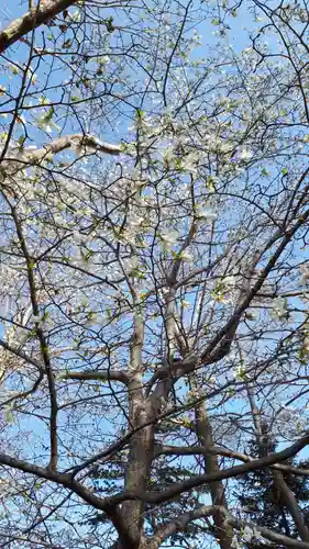 新琴似神社の自然