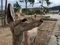 東大寺(奈良県)