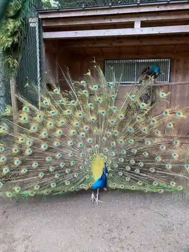 岩槻久伊豆神社(埼玉県)
