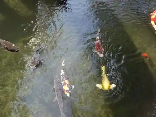 鈴鹿明神社の動物