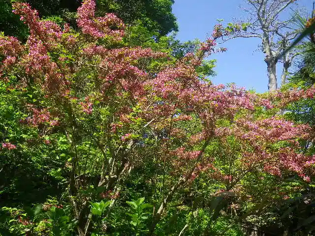 安國論寺(安国論寺)の自然