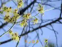 鏡石鹿嶋神社 *安産・開運・勝利の神さま*(福島県)