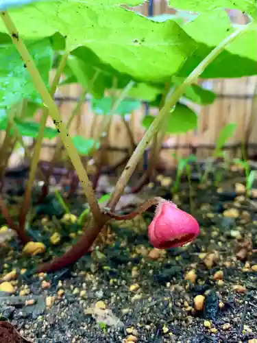 土津神社｜こどもと出世の神さまの自然