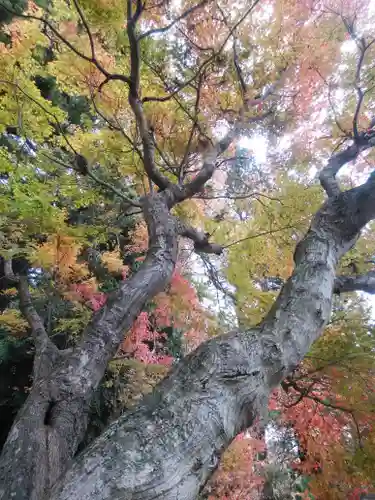 鹿島大神宮の自然