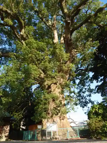 伊勢神明社の自然