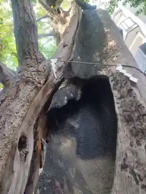東神奈川熊野神社(神奈川県)