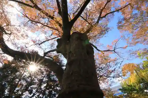 愛宕神社の自然