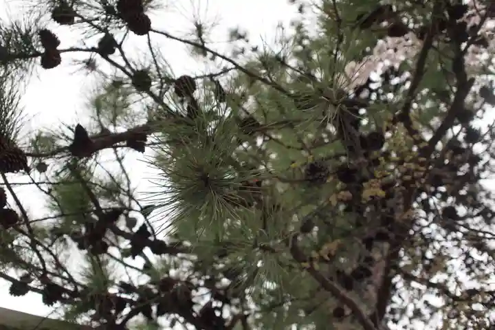 正ノ木稲荷 稲積神社の自然