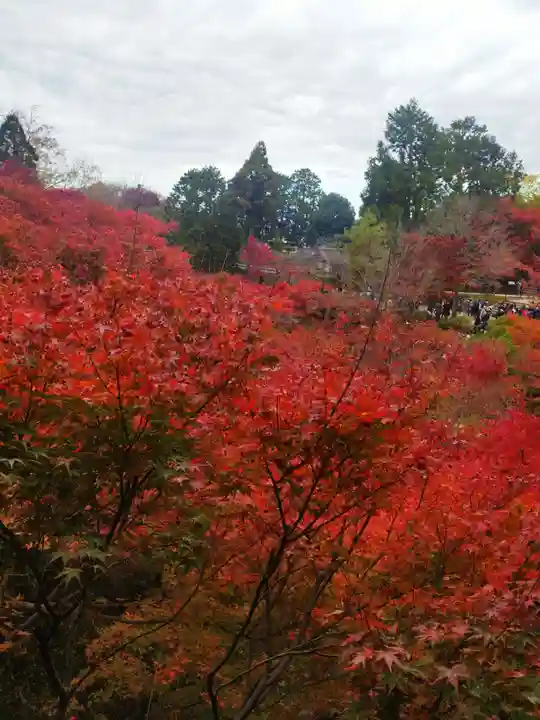東福禅寺(東福寺)の自然