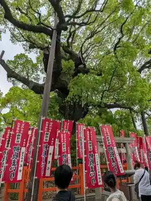 楠珺社（住吉大社末社）の{uncategorized: "未分類", other: "その他", undefined: "問題あり", building: "その他建物", grave: "お墓", sacred_gate: "鳥居", guardian: "狛犬", statue: "像", buddha: "仏像", history: "歴史", nature: "自然", garden: "庭園", animal: "動物", pagoda: "塔", temizu: "手水舎", mountain_gate: "山門・神門", sanctuary: "本殿・本堂", subordinate: "末社・摂社", art: "芸術", scenery: "景色", jizo: "地蔵", ema: "絵馬", goshuin: "御朱印", omikuji: "おみくじ", items: "授与品その他", amulet: "お守り", goshuincho: "御朱印帳", eats: "食事", festival: "お祭り", votive_dance: "神楽", shichigosan: "七五三参", wedding: "結婚式", experience: "体験その他", initially: "初詣", around: "周辺", anti_infection: "感染症対策"}