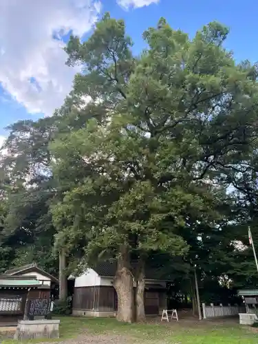 勝部神社の自然