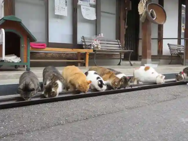 御誕生寺(猫寺)(福井県)