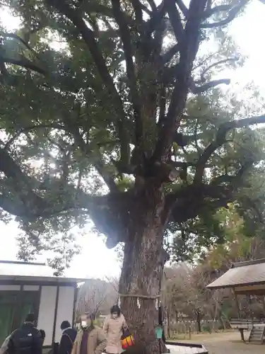 平野神社(京都府)