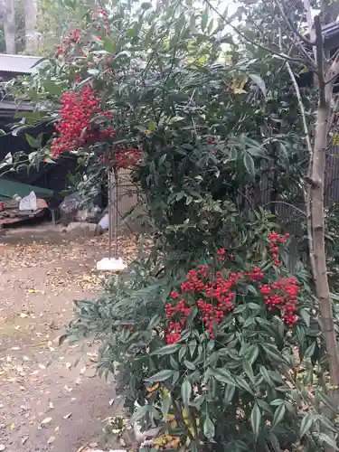 新発田諏訪神社の自然