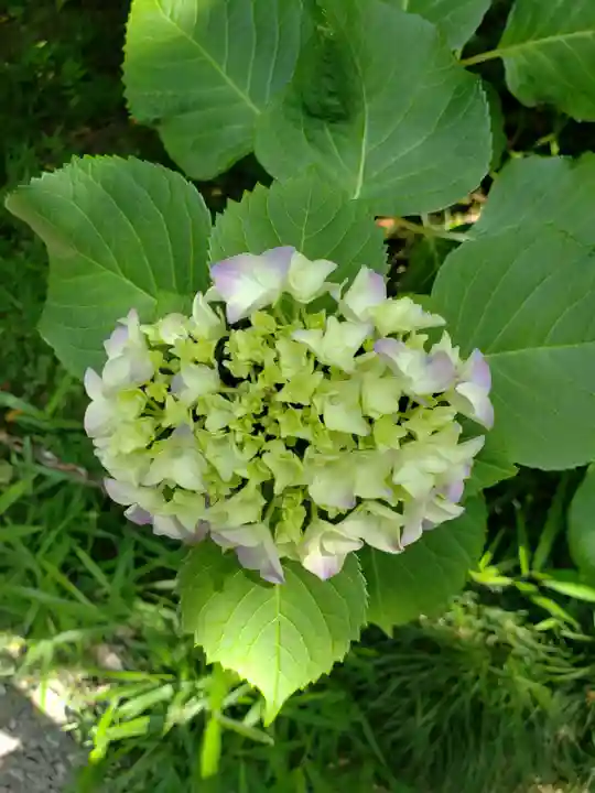 乃木神社の自然