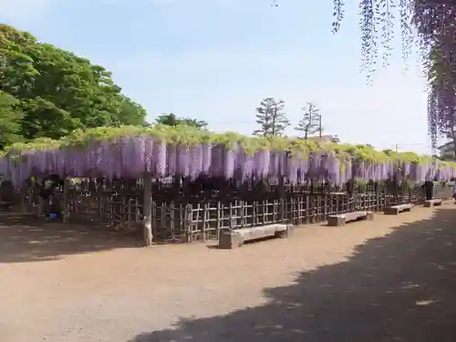 玉敷神社の自然