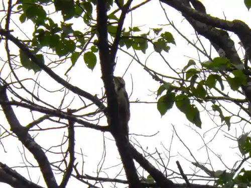 若里神社の動物