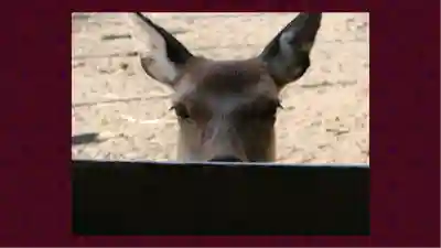 北海道神宮(北海道)