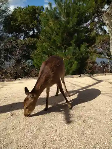 豊国神社 の動物