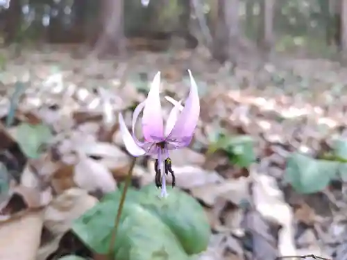 西光寺(埼玉県)