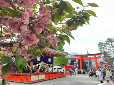 伏見稲荷大社御旅所の神楽