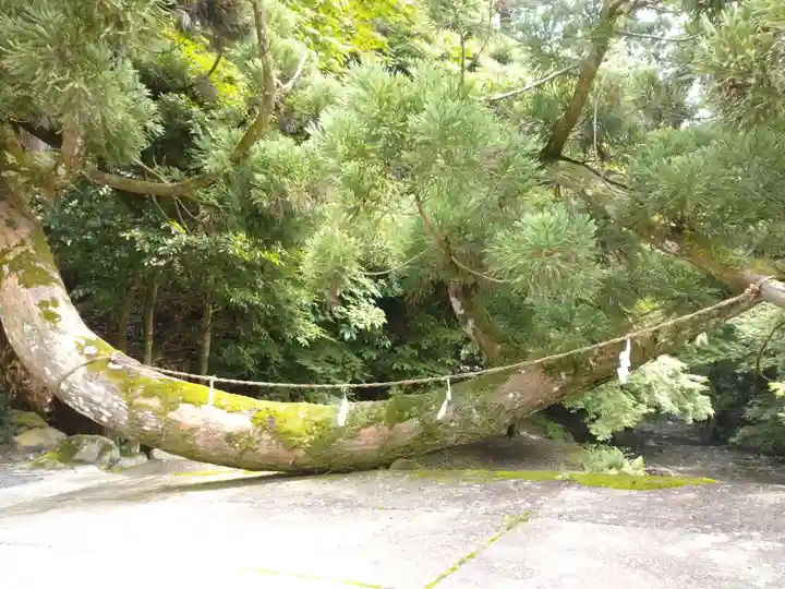 日吉大社の自然