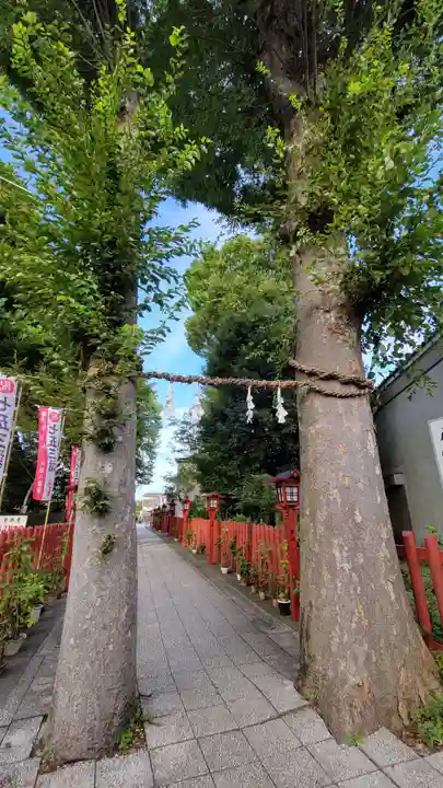 川越八幡宮の自然