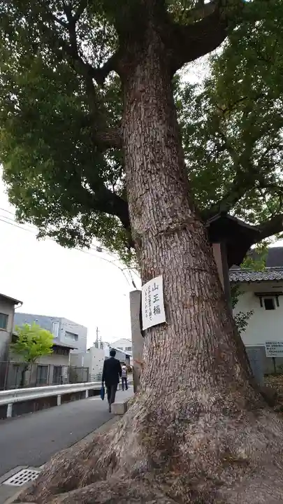 山王神社の自然