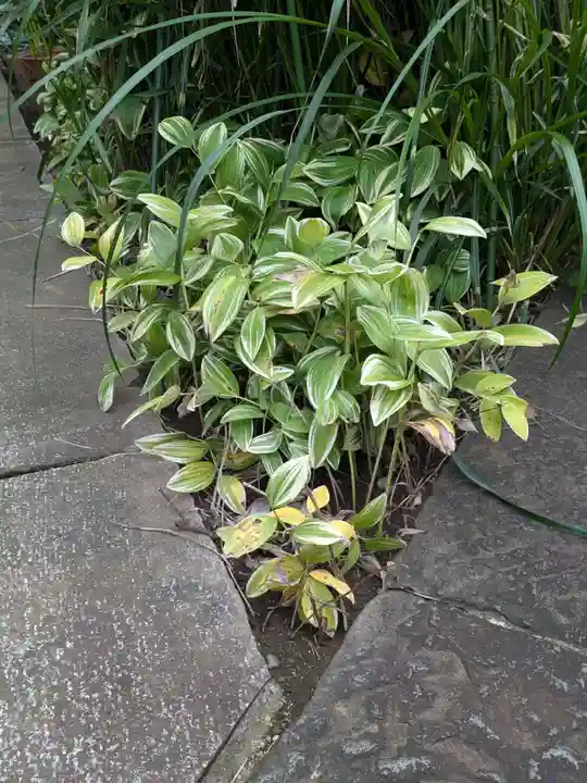 谷中 妙福寺(東京都)