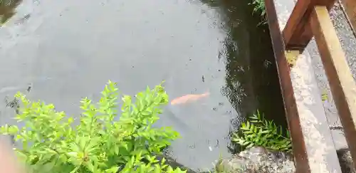 市杵島神社の動物