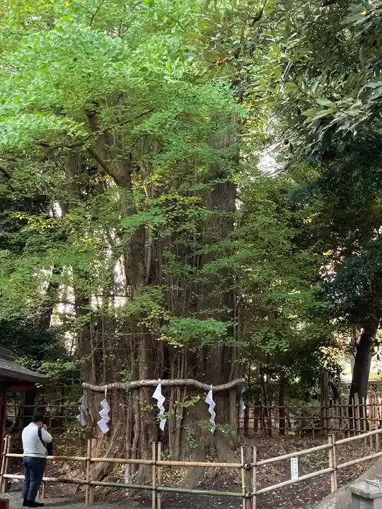 大國魂神社の自然