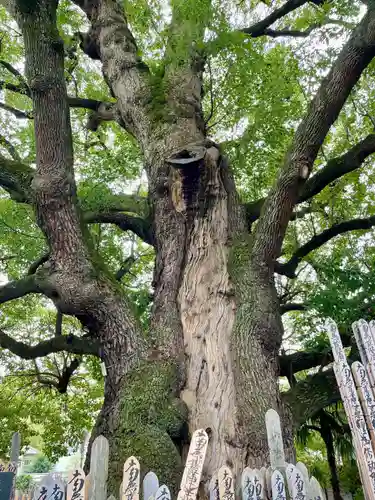 妙雲寺(東京都)
