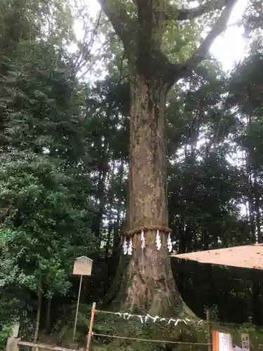 宇治上神社の自然