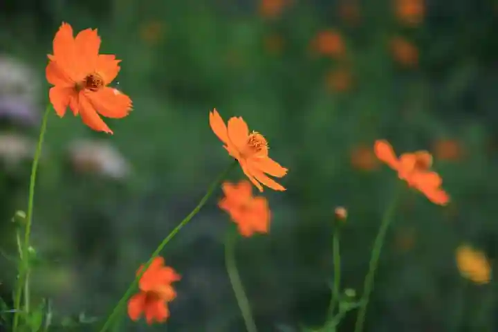 豊景神社の庭園