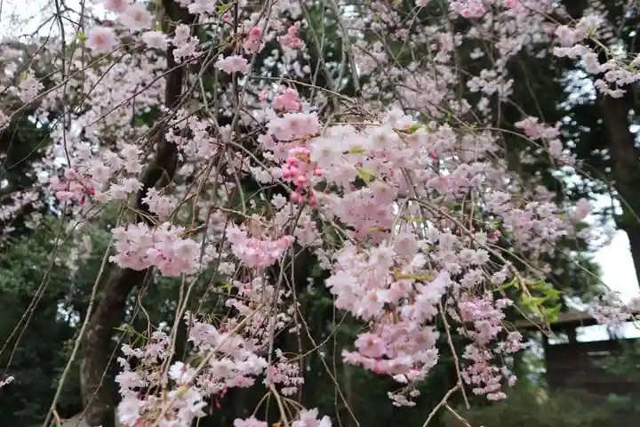 王宮伊豆神社の自然