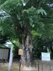 長田神社の自然