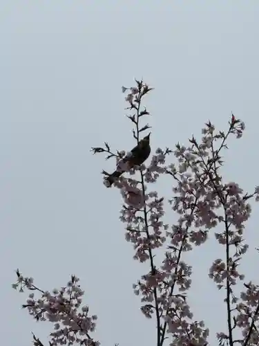 豊国神社の動物
