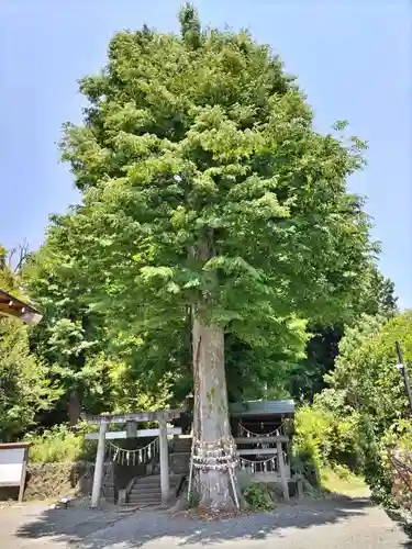 八雲神社(緑町)(栃木県)