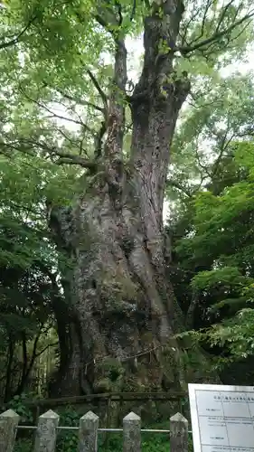 柞原八幡宮の自然