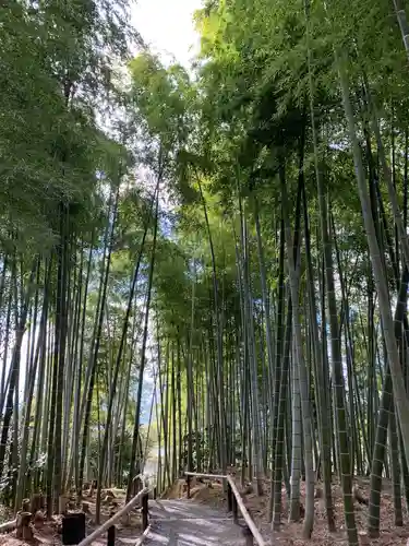 高台寺（高台寿聖禅寺・高臺寺）の自然