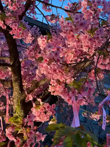 桜神宮(東京都)