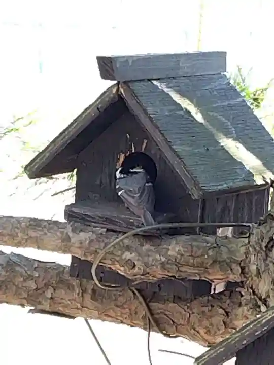 厚別神社の動物