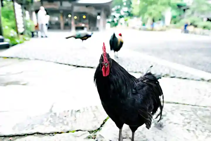 楽法寺(雨引観音)(茨城県)