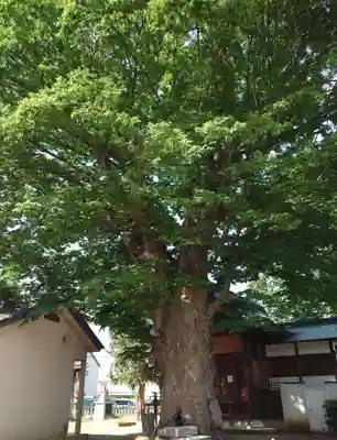 柳原神社(長野県)