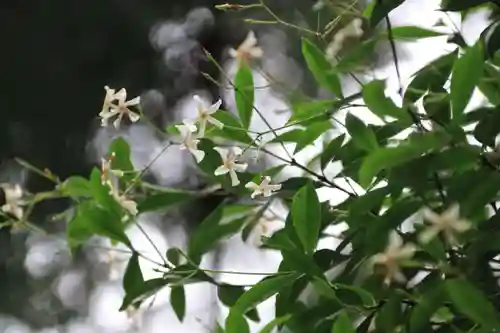 鹿島大神宮の自然