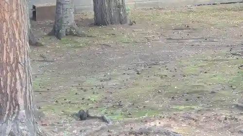 上川神社の動物
