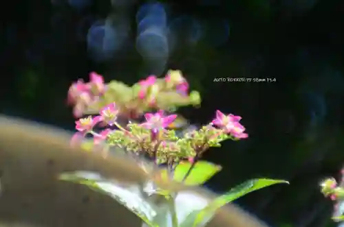 三室戸寺(京都府)