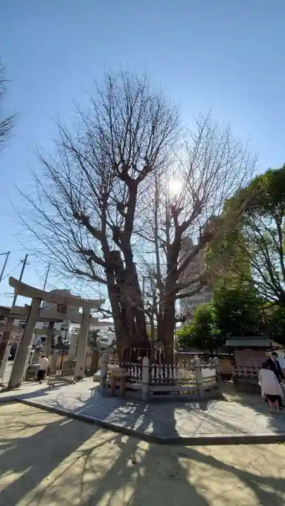 二日市八幡宮の自然