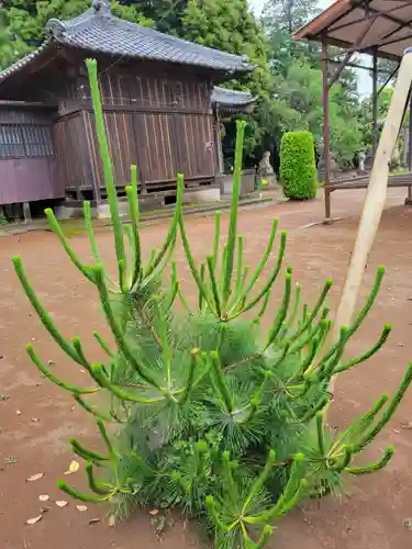 伏木香取神社の自然